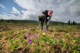 Økt tømmeravvirkning og planting hos Statskog Thumbnail