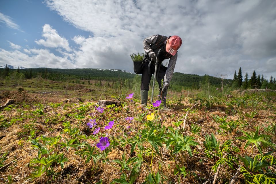 Økt tømmeravvirkning og planting hos Statskog