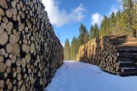 Milliardverdier i tømmerhogsten Thumbnail