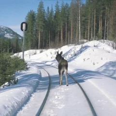 Forskning for å hindre viltpåkjørsel med tog