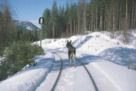Forskning for å hindre viltpåkjørsel med tog Thumbnail