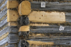 Gift funnet i gamle tømmerbygninger