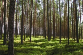 Først ut i Norge med PEFC RED-sertifisering Thumbnail